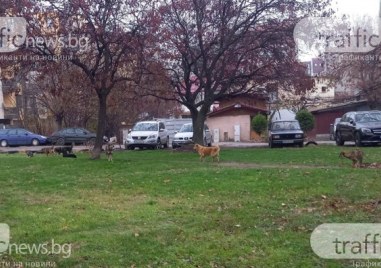 Бездомните кучета които притесняват жителите на бул Никола Вапцаров до
