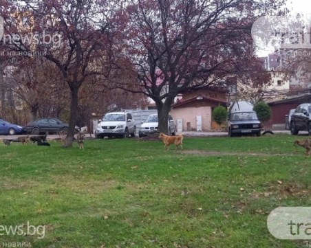 Все още издирват глутницата кучета, която обикаля в Кючука