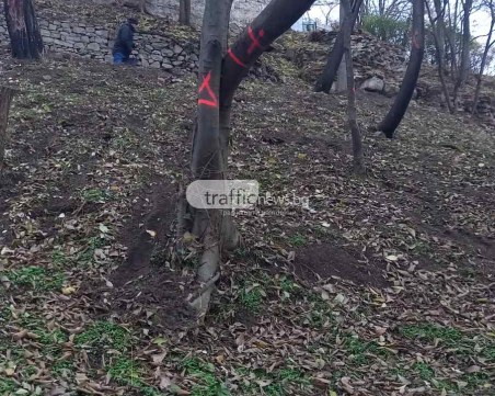 След незаконната сеч: 