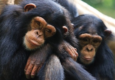 Зоологическа градина в Швеция застреля три избягали шимпанзета а четвърти