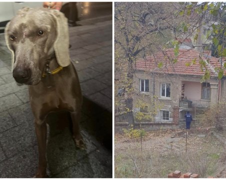 Изчезна кучето Джеси, чийто стопани се проверяват от зоополицията