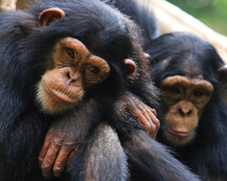 Зоологическа градина в Швеция застреля три избягали шимпанзета