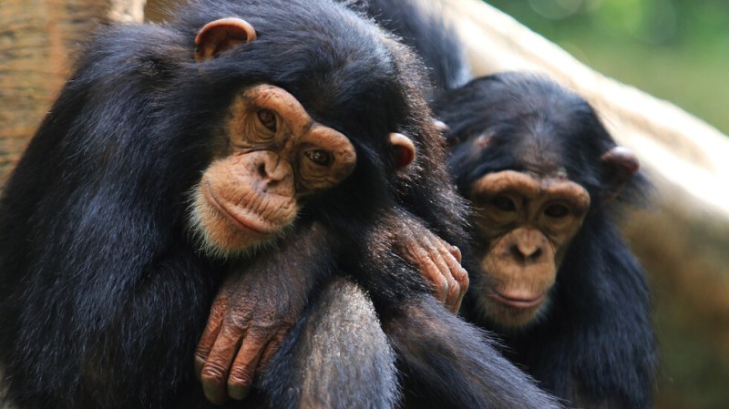 Зоологическа градина в Швеция застреля три избягали шимпанзета, а четвърти