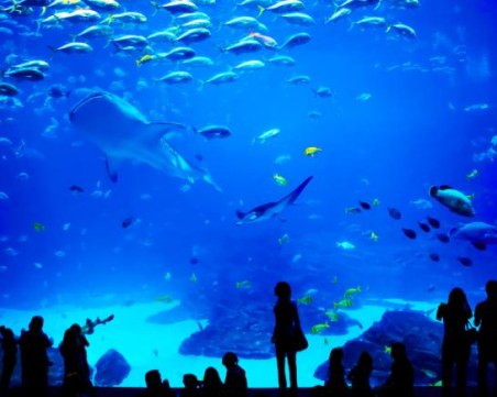 Най-големият цилиндричен аквариум в света се пръсна в берлински хотел, има ранени