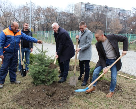 Около 2000 нови дървета са засадени през годината в Пловдив
