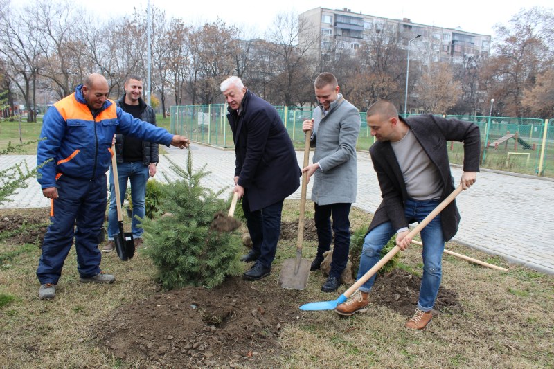 Около 2000 нови дървета са засадени през годината в Пловдив