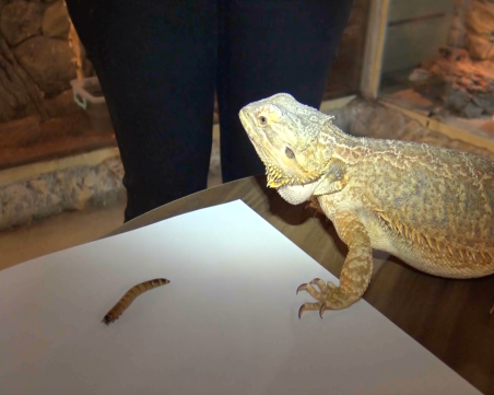 Гущер от Природонаучния музей направи прогноза за финала Аржентина-Франция