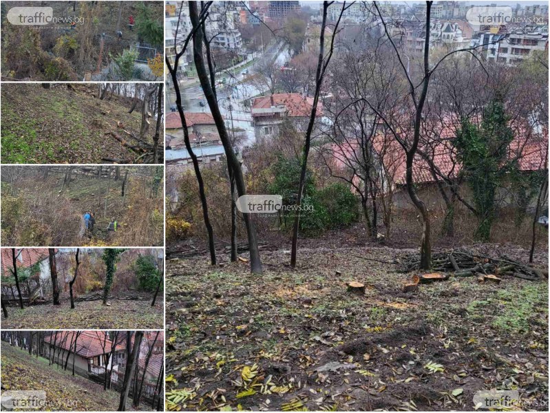 Агенцията по горите: Сечта в Стария град на Пловдив е незаконна