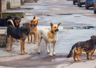 Жителите на Ягодово се оплакват от многото бездомни кучета в