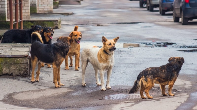Бездомни кучета тормозят Ягодово, разтоварват животните от бус