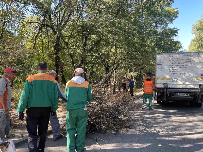 Опасни дървета и клони в парк