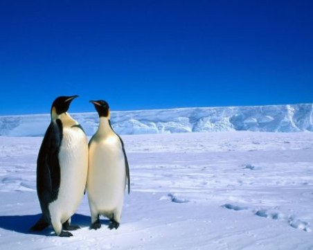 Половината от животните на Антарктида ще изчезнат до края на века