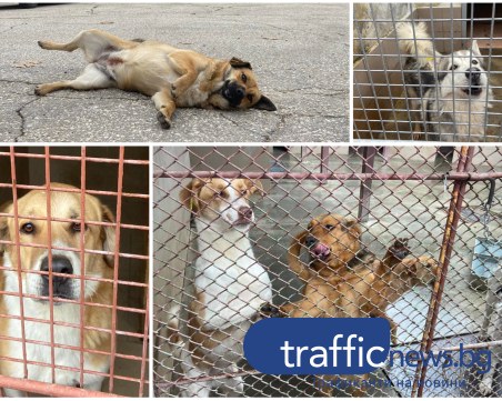 Вижте кученцата от пловдивския приют, които чакат своя човек!