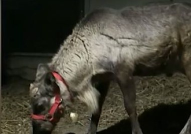 Радостна вест в наверечието на Рождество Северният елен който изчезна