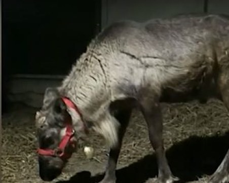 Откриха избягалия единствен северен елен у нас