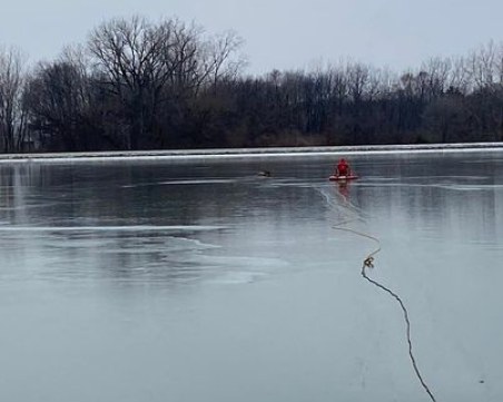Спасиха елен от заледено езеро в САЩ