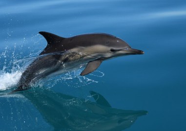 Бутилконос делфин измина рекордно разстояние за своя вид като преодоля