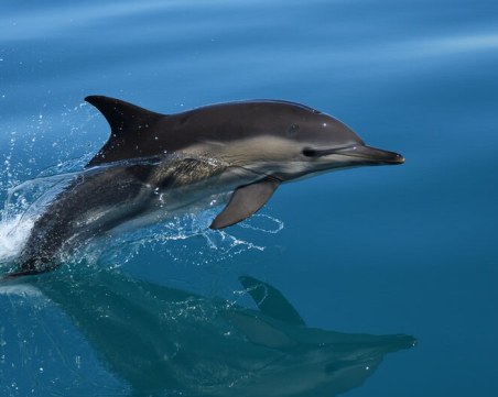 Бутилконос делфин измина рекордно разстояние