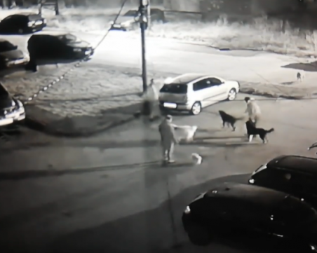 Кучета се спуснаха да хапят мъж в Перник