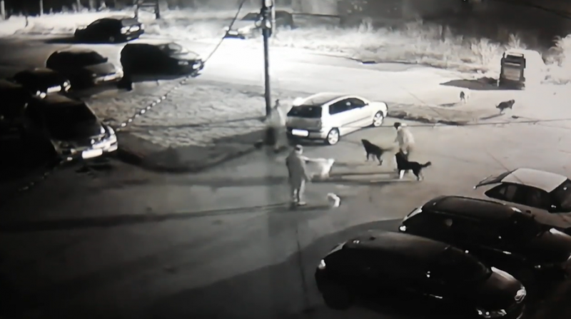 Кучета се спуснаха да хапят мъж в Перник