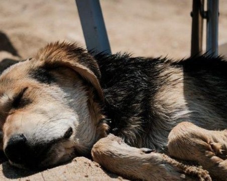 Арестуваха мъж заради жестокост към куче