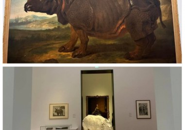 Клара  женският индийски носорог който през 18 и век се превърна
