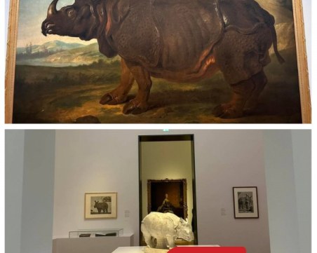 Пловдивчанки се полюбуваха на Клара - най-известния носорог в света