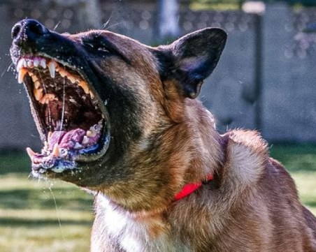 Куче нахапа 12-годишно дете в Монтана, счупи му ръката