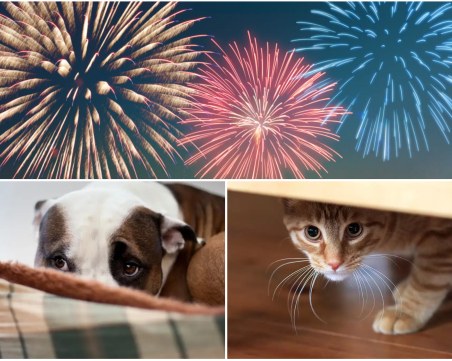 Пловдивски ветеринари: Без ранени животни на Нова година, но стресът е сериозен