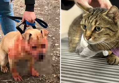 Развитие по казуса с нападнатата от питбул котка в Пловдив
