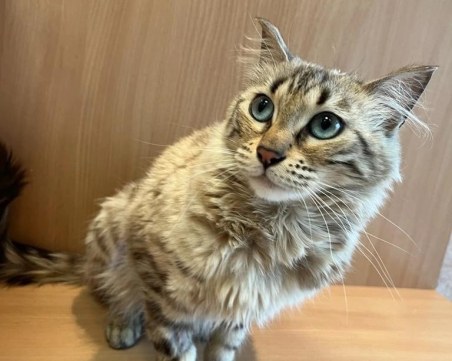 Мъж спаси котка  в Лаута! Жена опитала да я изгори жива на барбекютата!