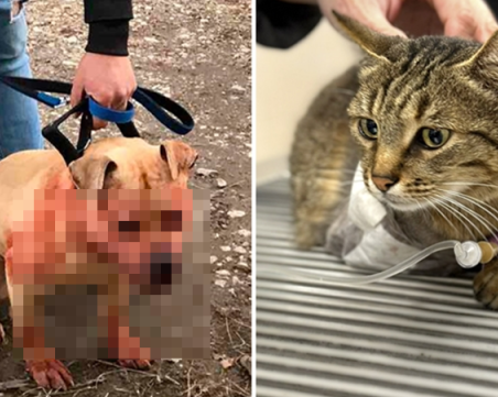 Нахапаната от питбул котка в Пловдив, остана с три крачета