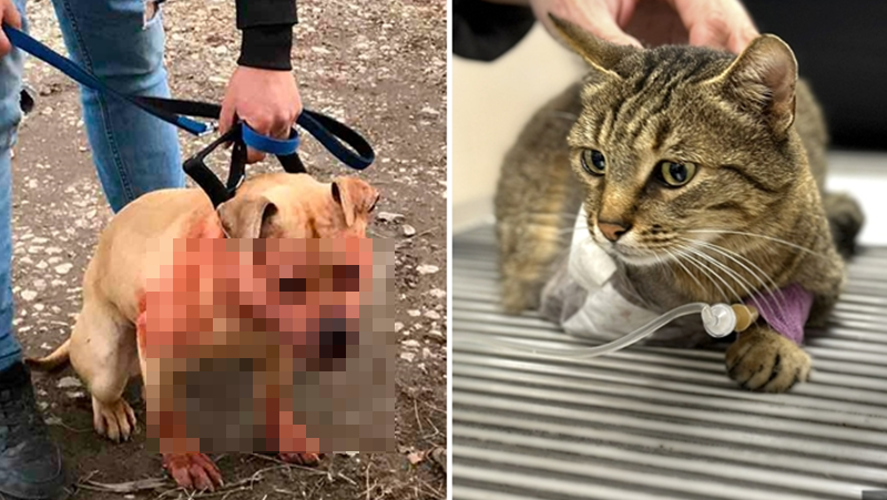 Нахапаната от питбул котка в Пловдив, остана с три крачета