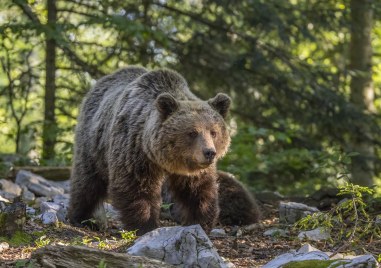 Четири сигнала за нападения от мечки през декември е имало в Смолян