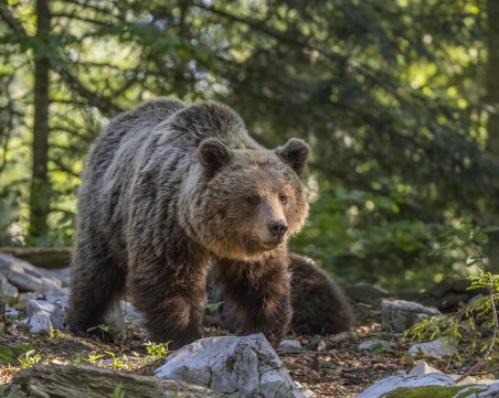 Четири сигнала за нападения от мечки за декември в Смолян