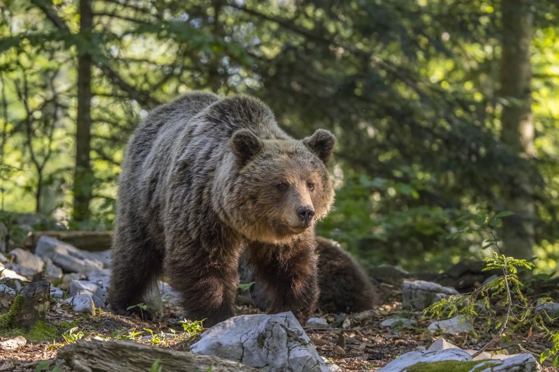 Четири сигнала за нападения от мечки за декември в Смолян