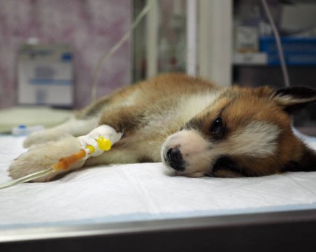 Бум на парвовироза в Пловдив! Ветеринари с апел към собствениците на кучета