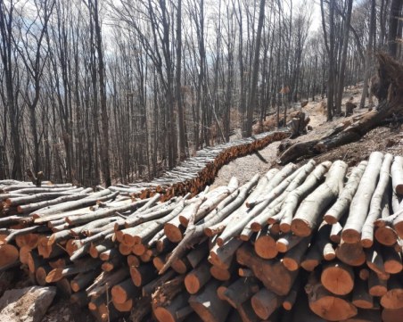 Незаконна сеч край Асеновград! Полицията задържа двама мъже