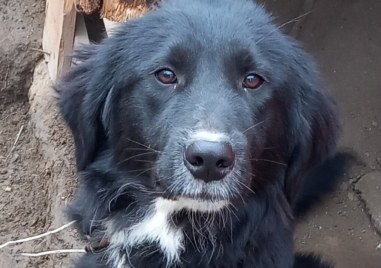 Куче изчезна в квартал Гагарин в Пловдив на 2 януари