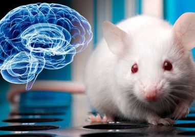 Човешки кортикални органели мини мозъци трансплантирани в мишки които са директно