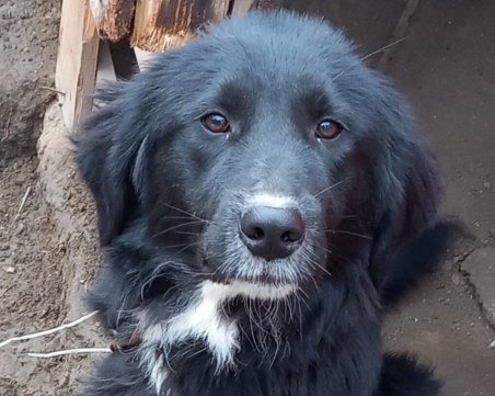 Кученцето Абчо изчезна в понеделник, виждали ли сте го