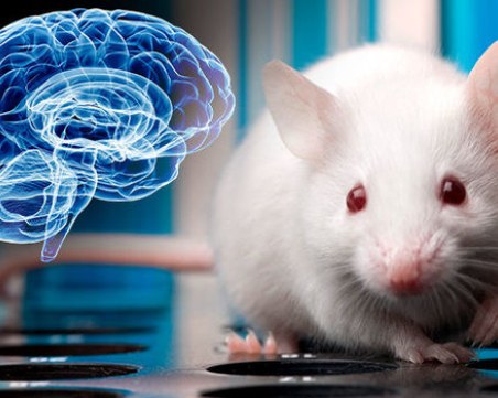 Мишки с човешки мозък - трансплантологията достигна ново ниво