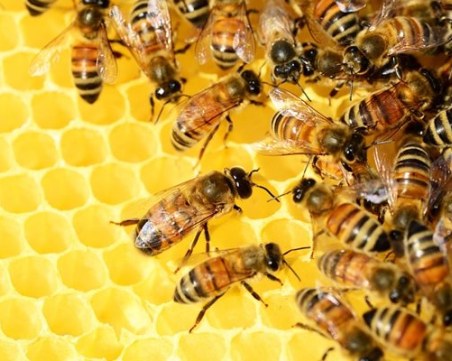 В САЩ ще ваксинират медоносните пчели
