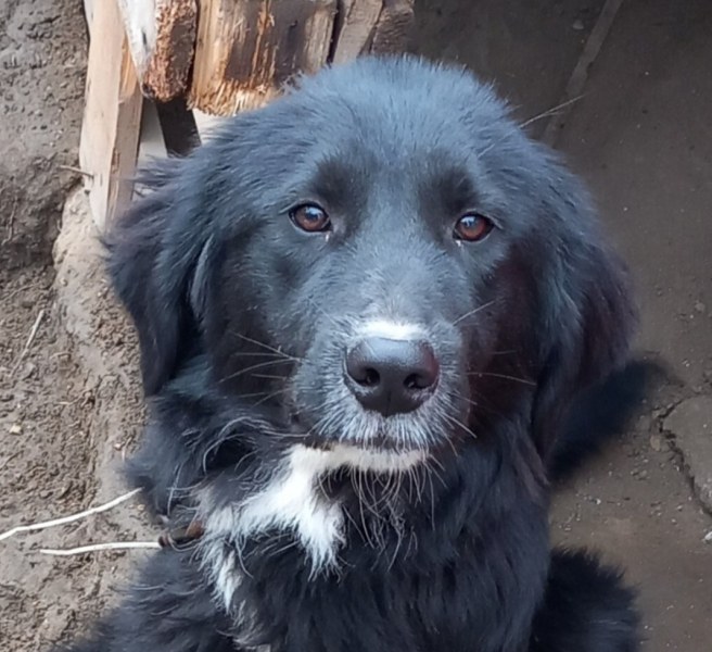 Куче изчезна в квартал Гагарин в Пловдив на 2 януари,