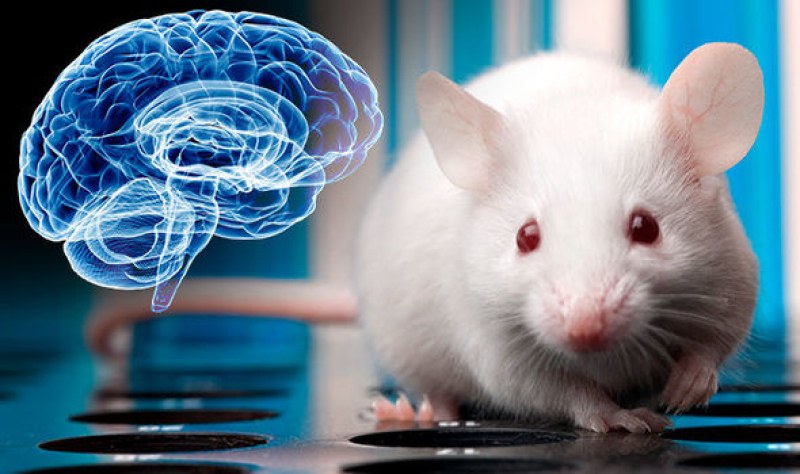 Мишки с човешки мозък - трансплантологията достигна ново ниво