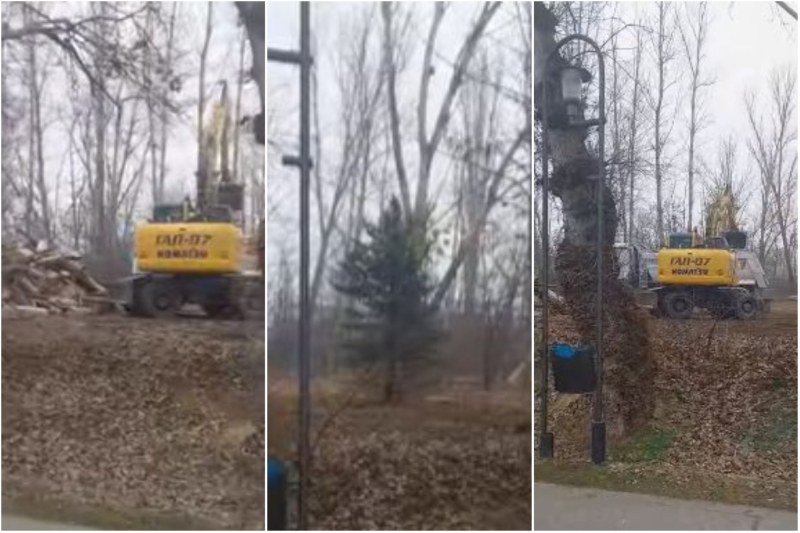 Поредна сеч на дървета на Гребната база вбеси пловдивчани