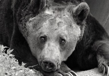На 36 години почина мечокът Добри Той беше бивша танцуваща мечка и един от