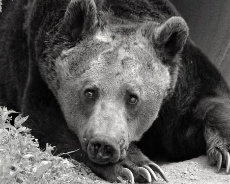 Почина мечокът Добри – един от най-старите обитатели на Парка за мечки Белица