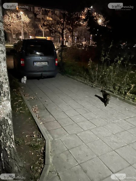 Пасажер в колата, която запуши алея в Кючука: Спряхме само за малко, нямаше къде
