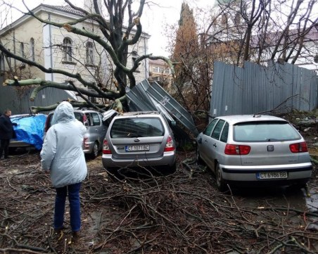 Опасни дървета се стовариха върху коли на паркинг